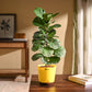 Fiddle Leaf Fig Plant - Bambino