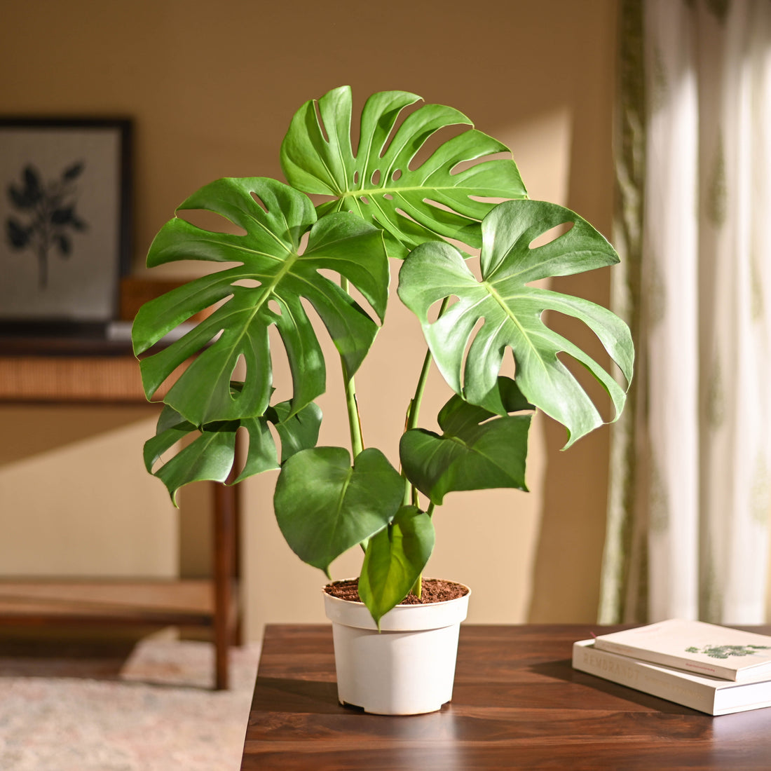 Monstera Deliciosa Plant