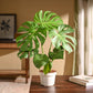 Monstera Deliciosa Plant