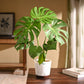 Monstera Deliciosa Plant