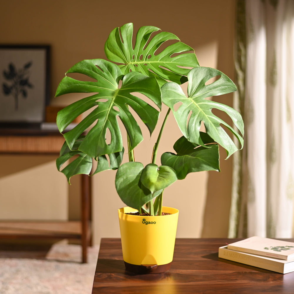 Monstera Deliciosa Plant