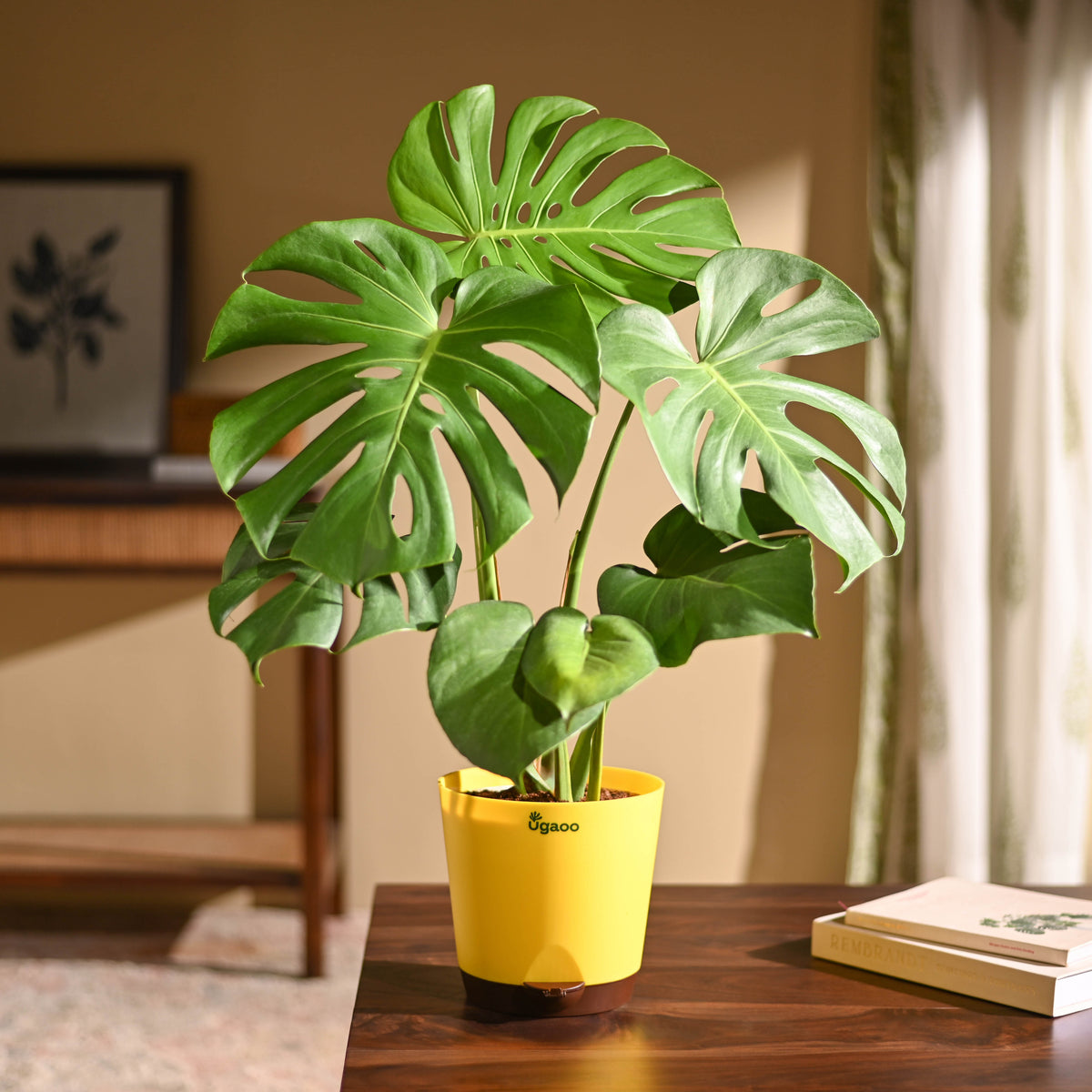 Monstera Deliciosa Plant
