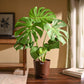 Monstera Deliciosa Plant