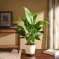 Peace Lily Large (Spathiphyllum Sensation)