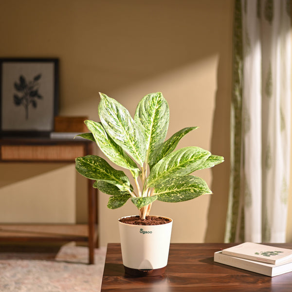 Aglaonema Butterfly Plant - Large