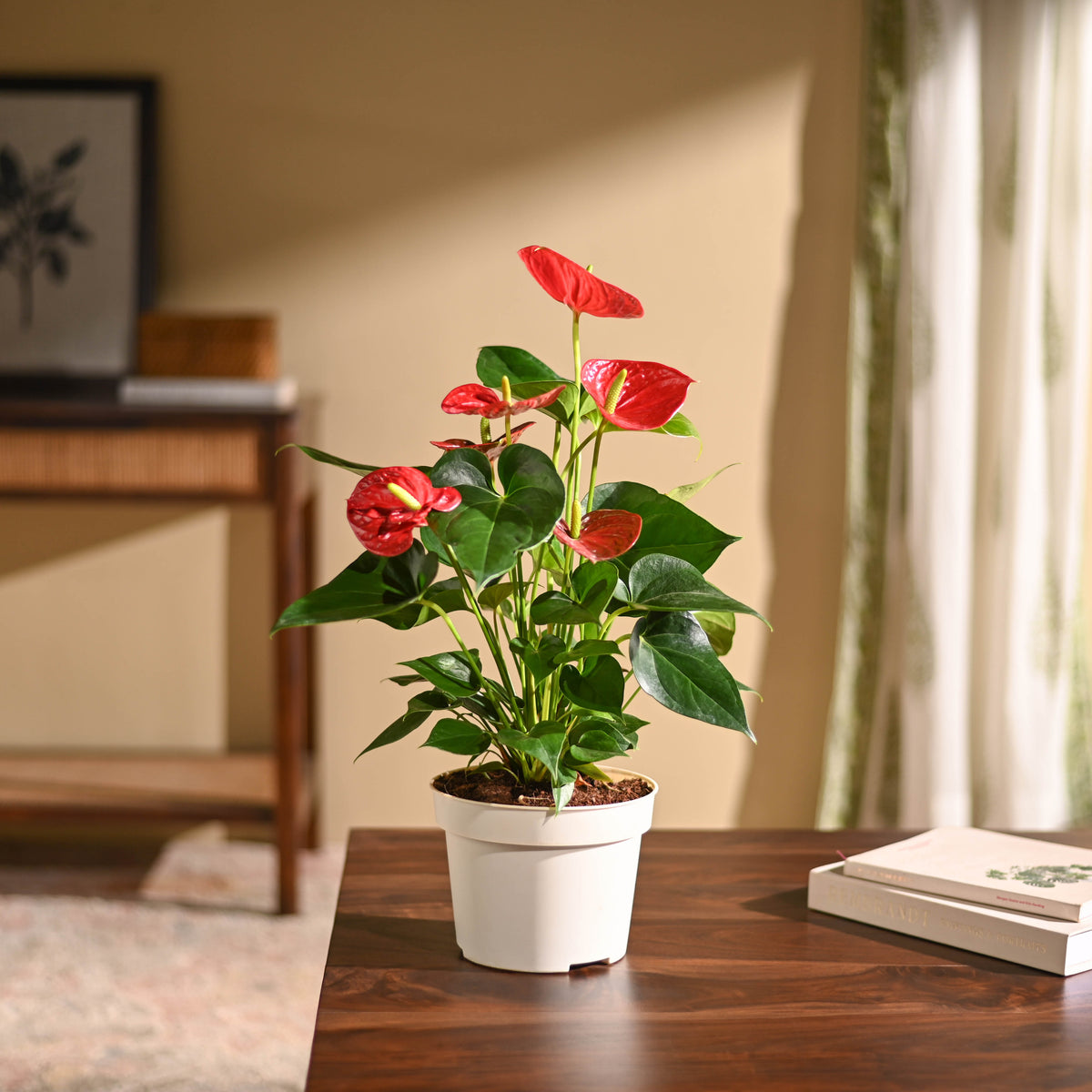 Anthurium Red Plant