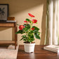 Anthurium Red Plant