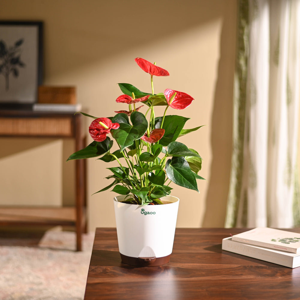 Anthurium Red Plant