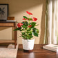 Anthurium Red Plant