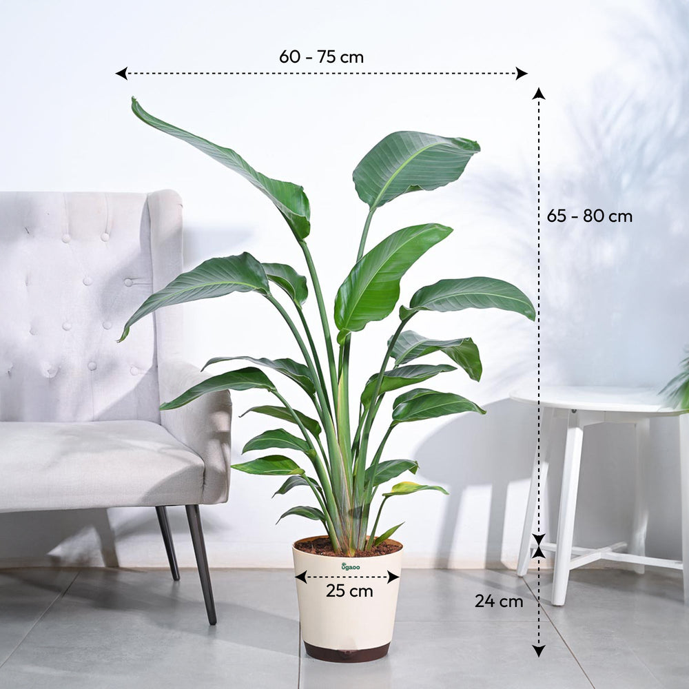 large birds of paradise indoor plant Bird Of Paradise Plant