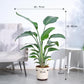 Bird of Paradise Plant - XL