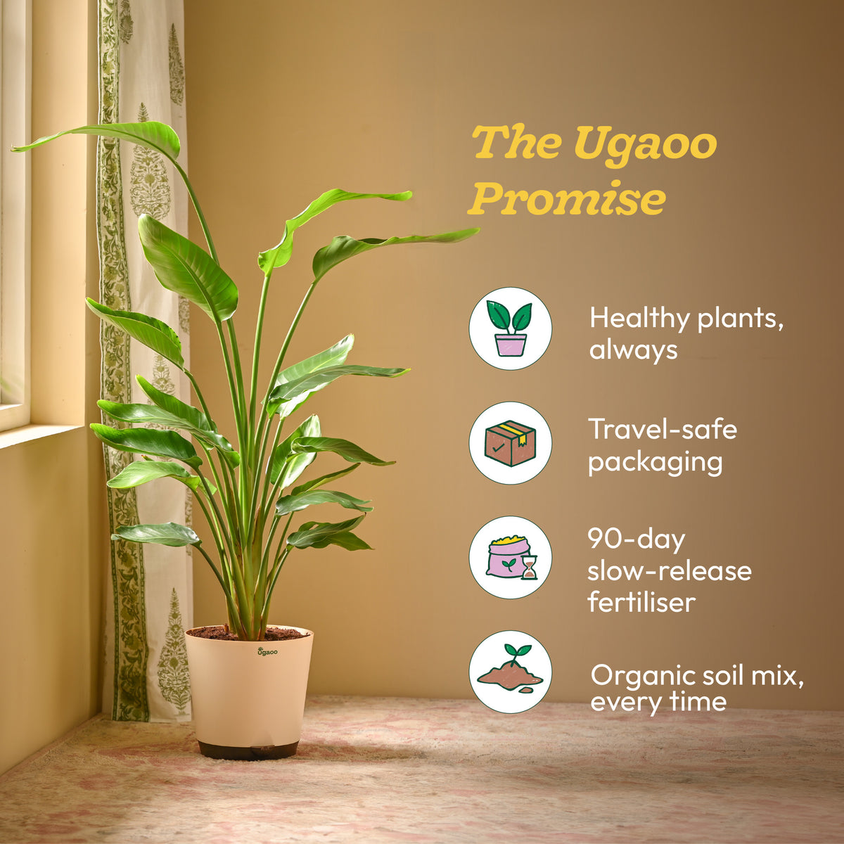 Bird of Paradise Plant - XL