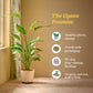 Bird of Paradise Plant - XL