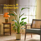 Bird of Paradise Plant - XL