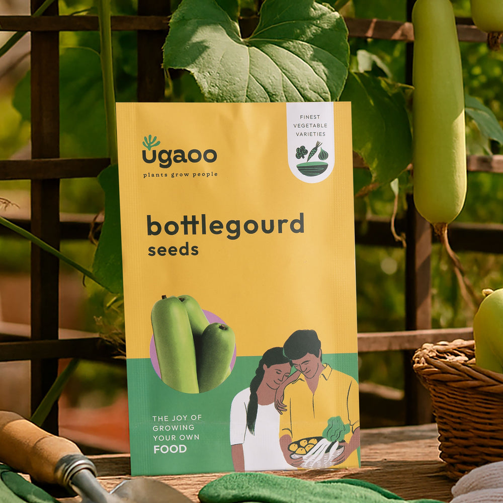 Bottlegourd Seeds (Long)