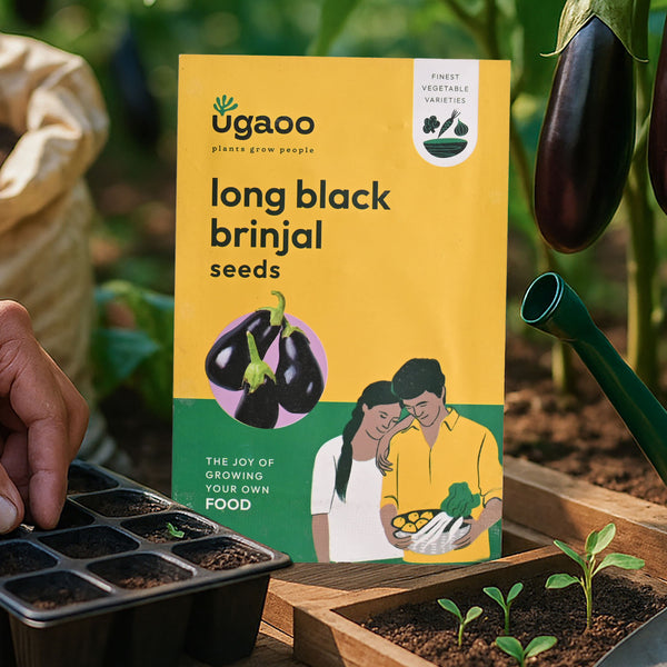 Black Brinjal Seeds (Long)