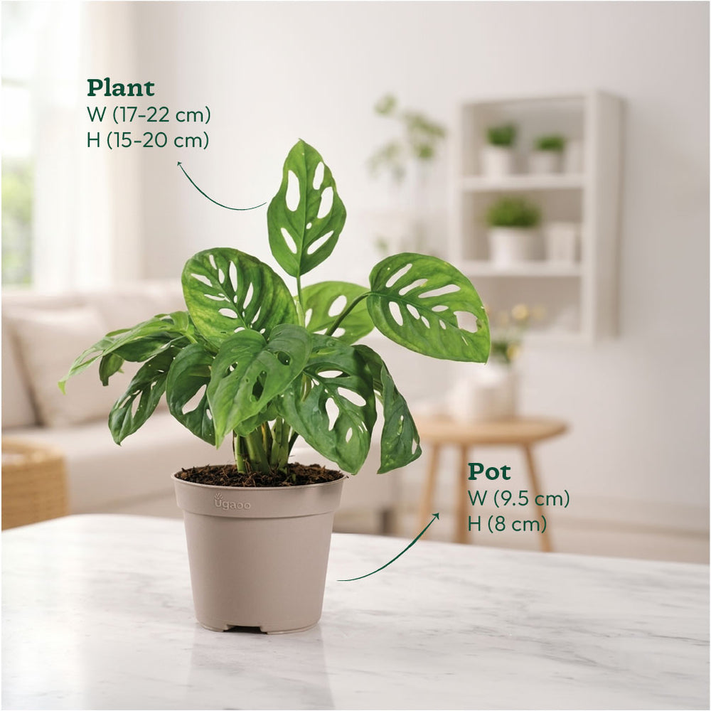 Broken Heart Plant