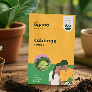 Cabbage Seeds