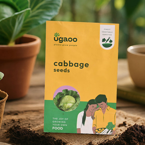 Cabbage Seeds