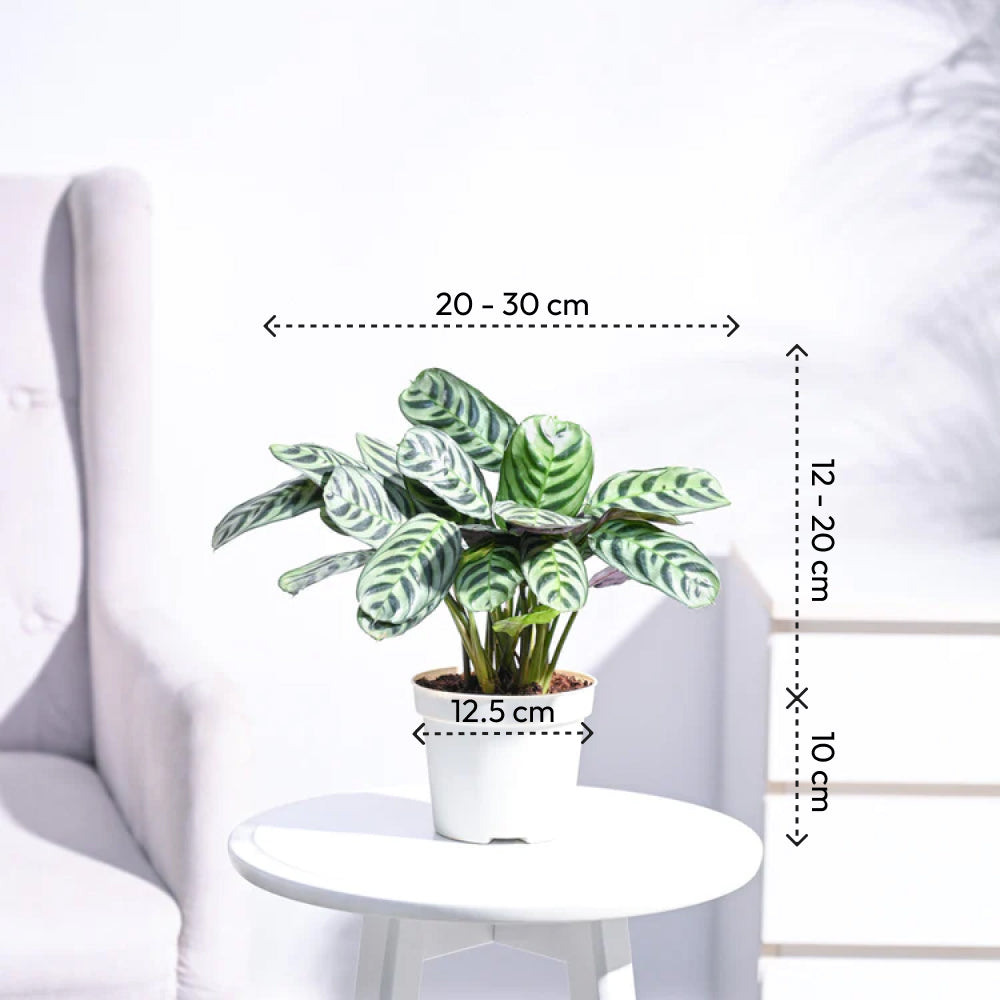 Buy the Calathea Burle Marxii Plant Fishbone Prayer Ugaoo