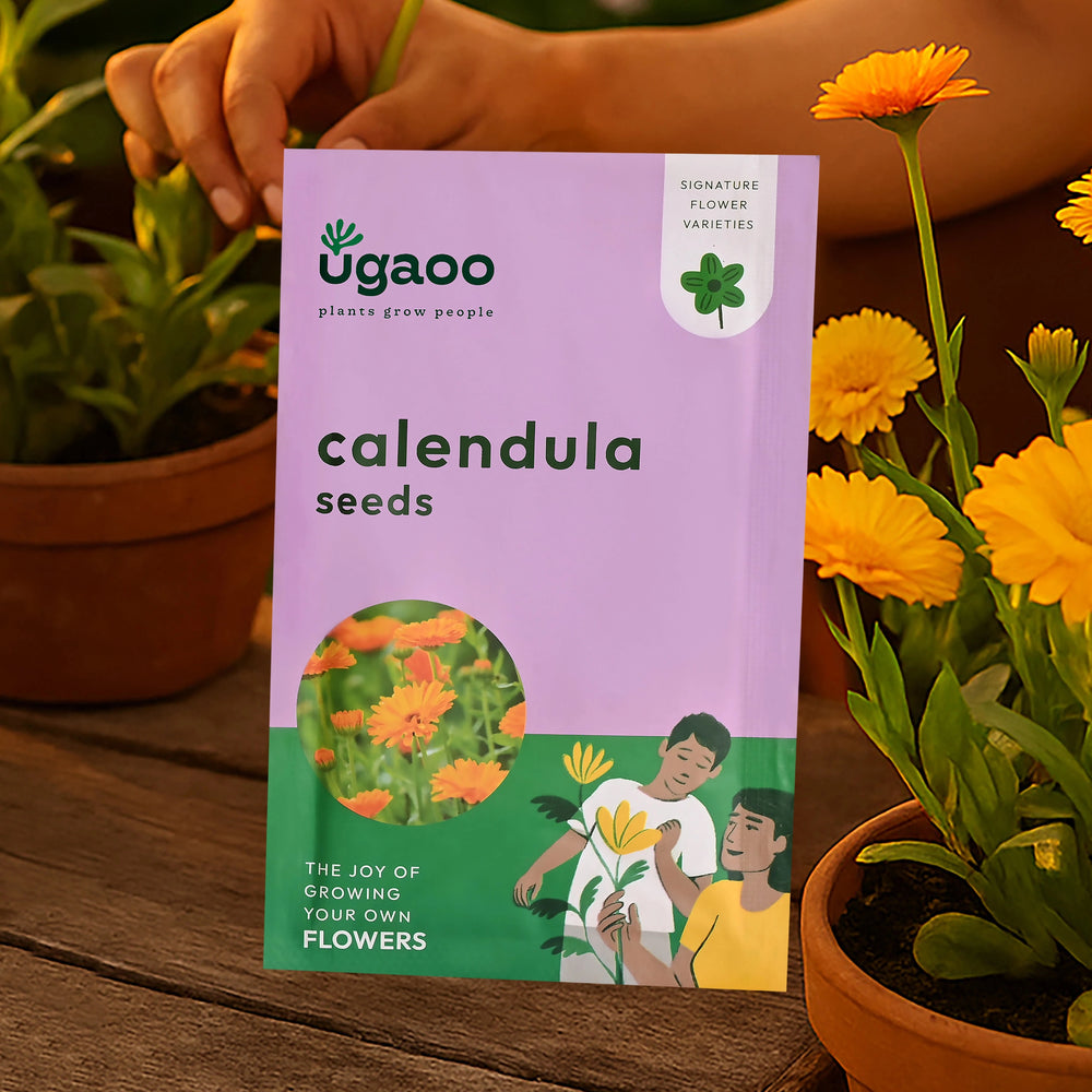 Calendula Seeds