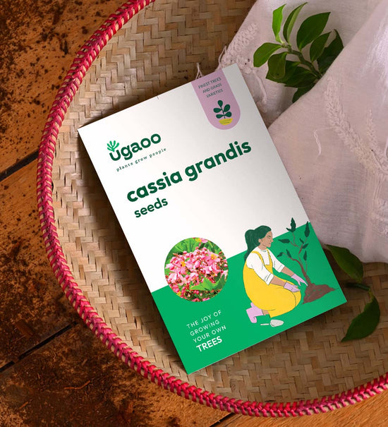 Cassia Grandis Seeds - 100 g