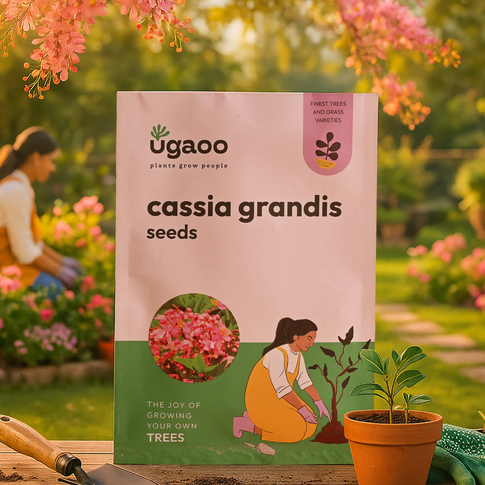 Cassia Grandis Seeds - 100 g