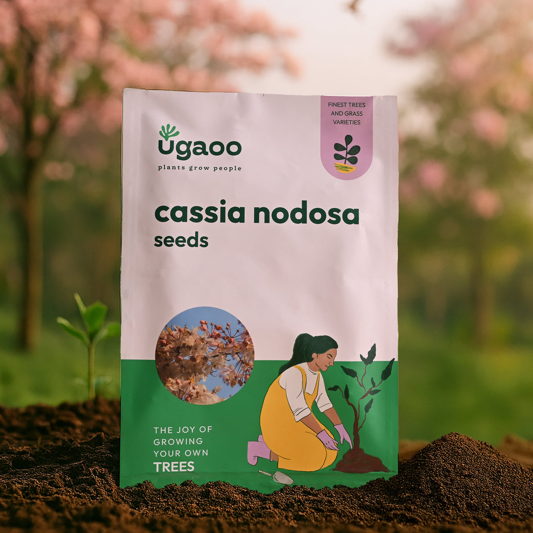 Cassia Nodosa Seeds - 100 g