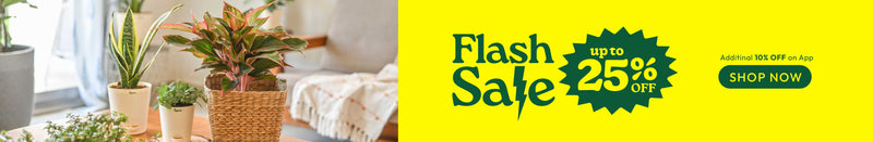 Offer banner