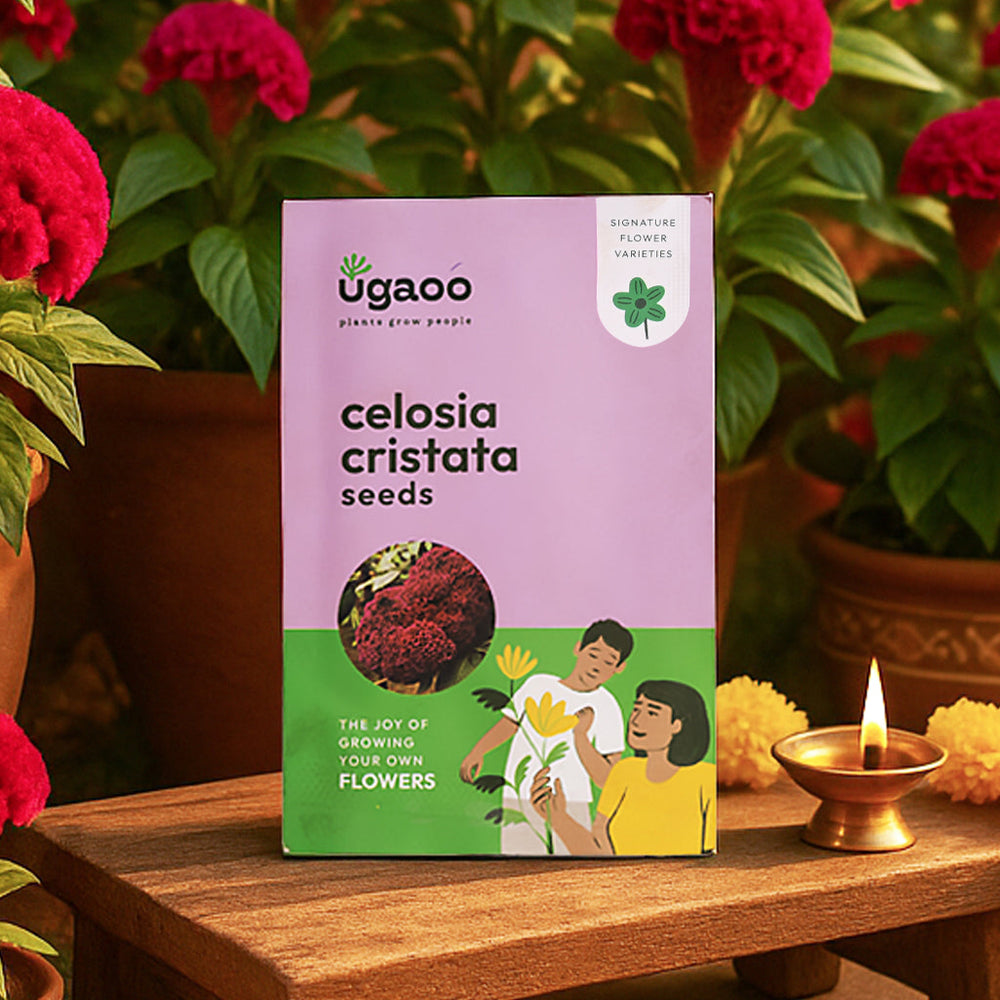 Celosia Cristata Seeds