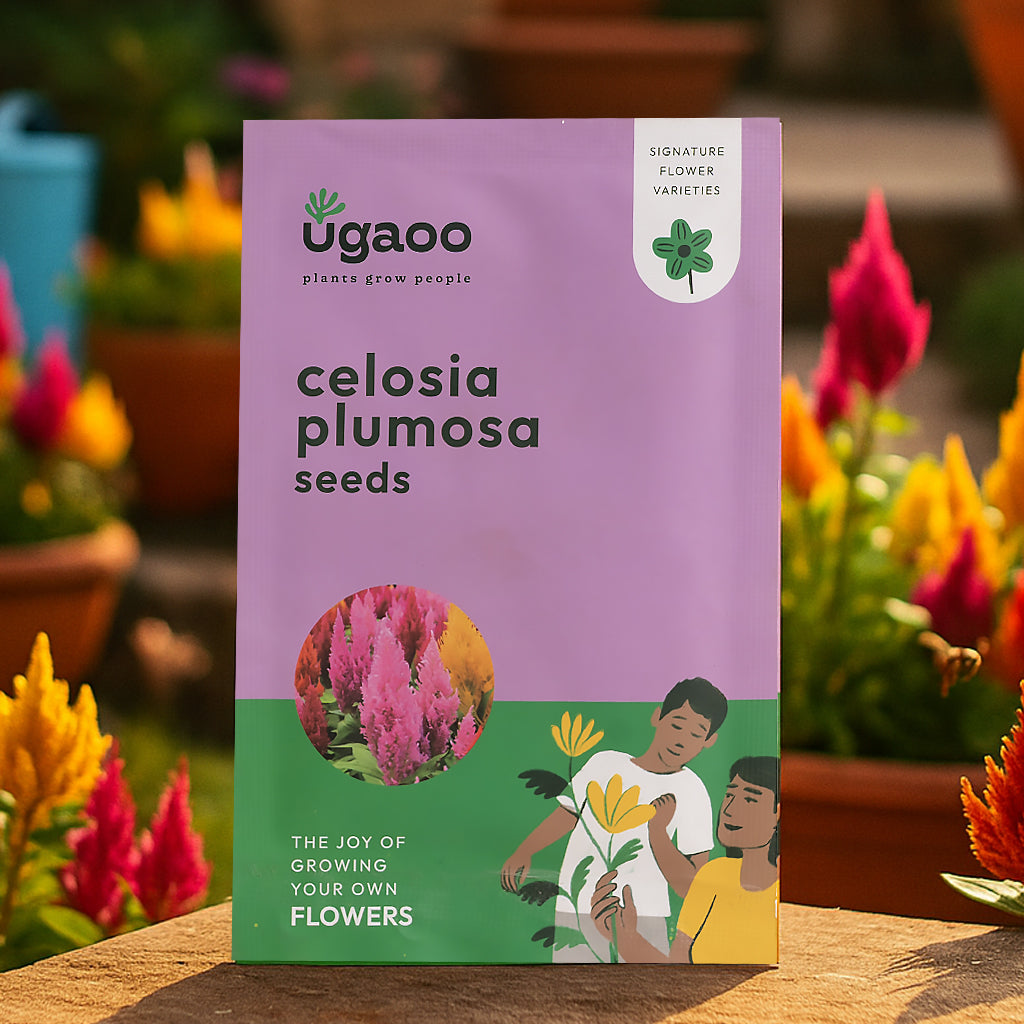 Celosia Plumosa Seeds