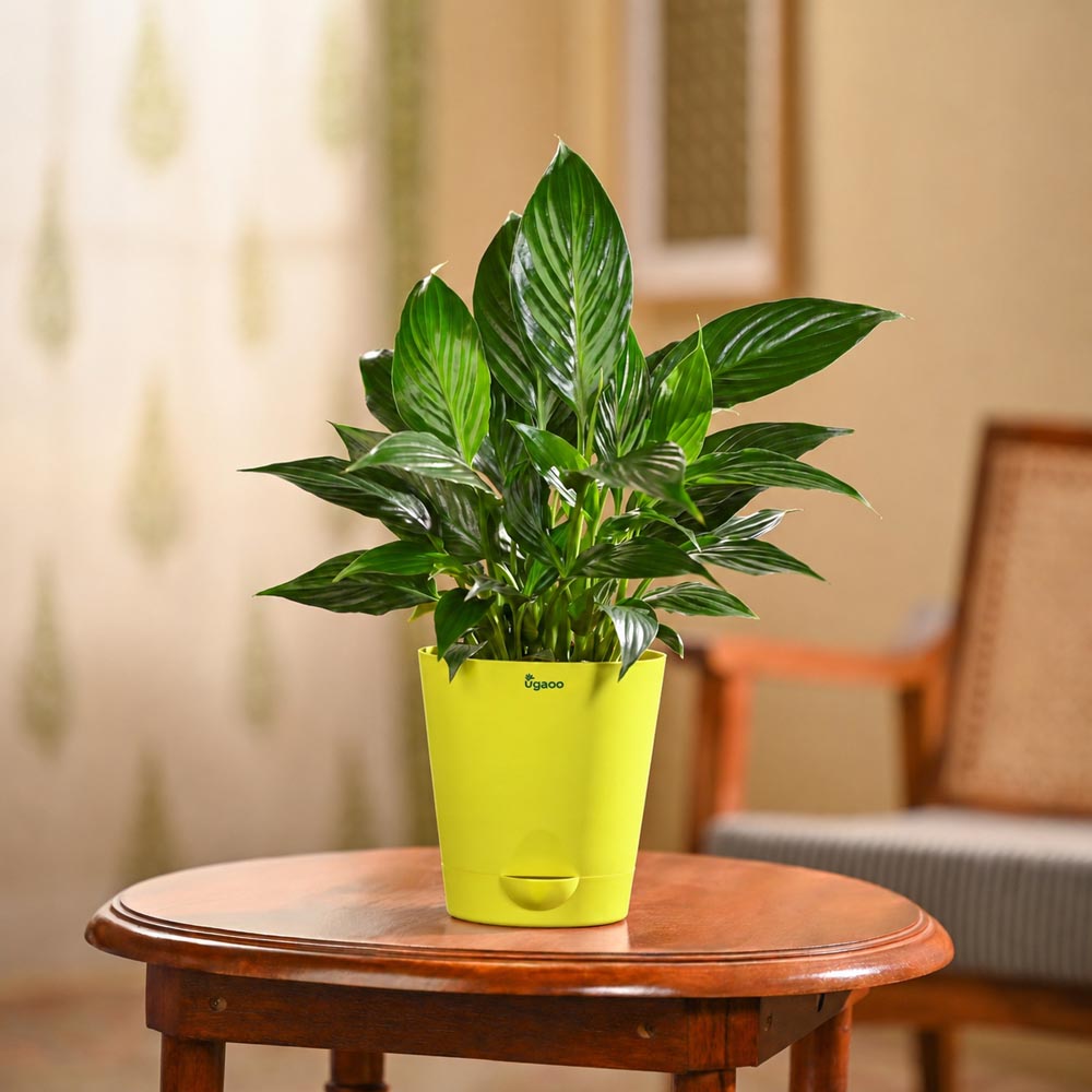 Peace Lily Plant