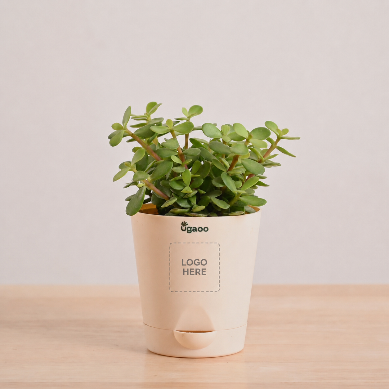 Jade Mini  Corporate Branding Edition