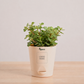 Jade Mini  Corporate Branding Edition