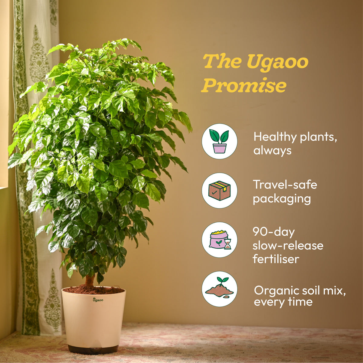 The China Doll Plant - XL