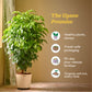 The China Doll Plant - XL