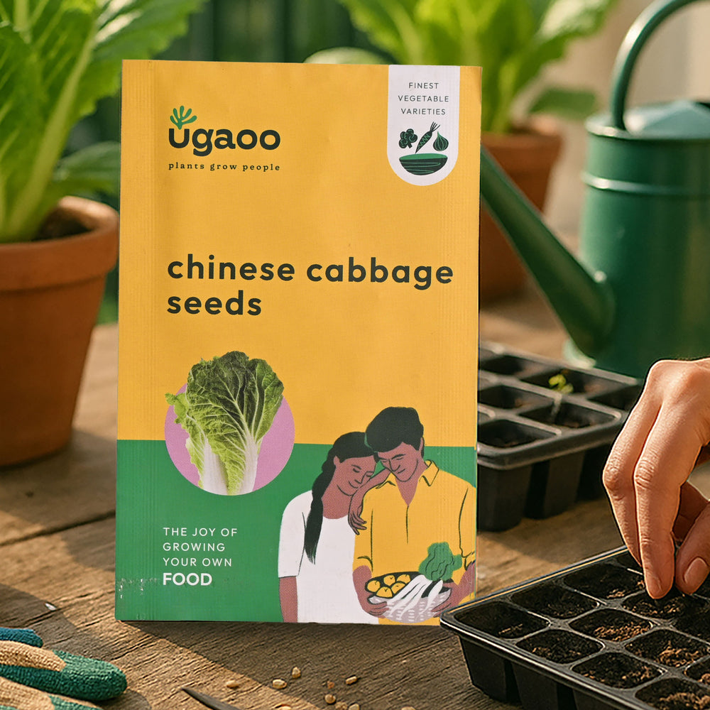 Chinese Cabbage Seeds