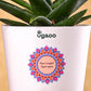 Aloe Vera Mini Plant Diwali Gift