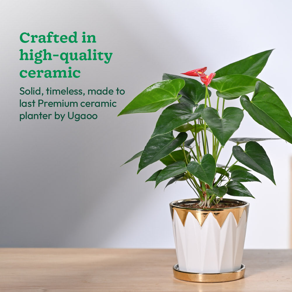 Crown ceramic pot - 5 inch