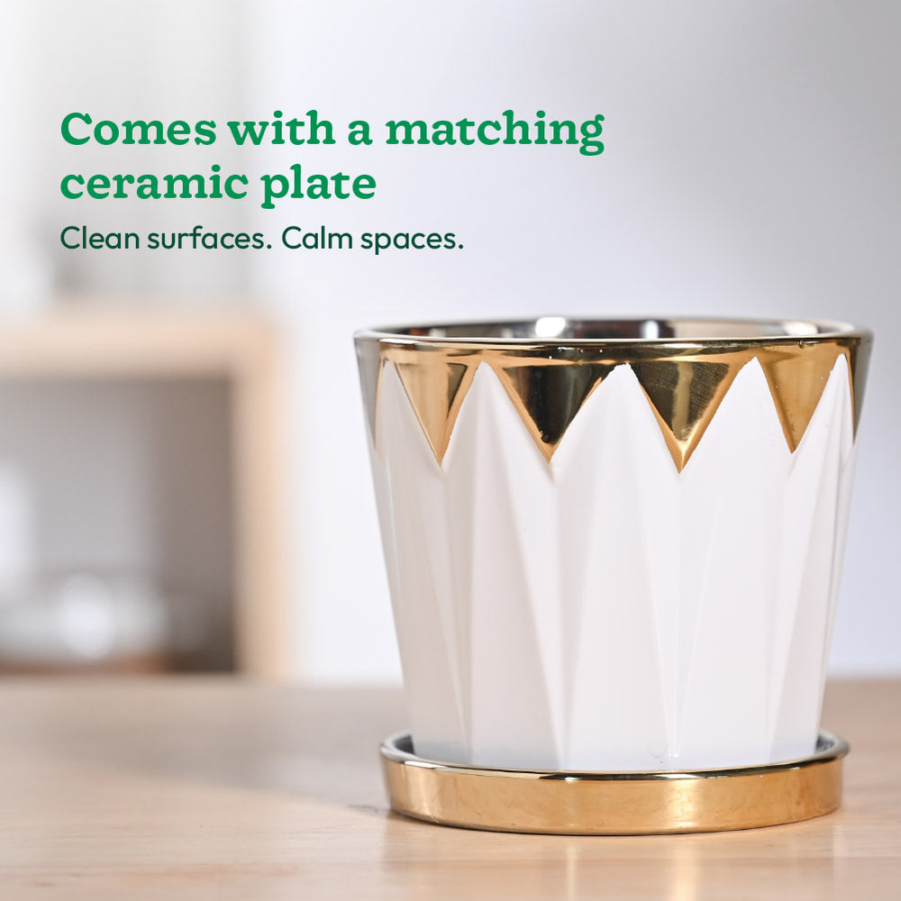 Crown ceramic pot - 5 inch