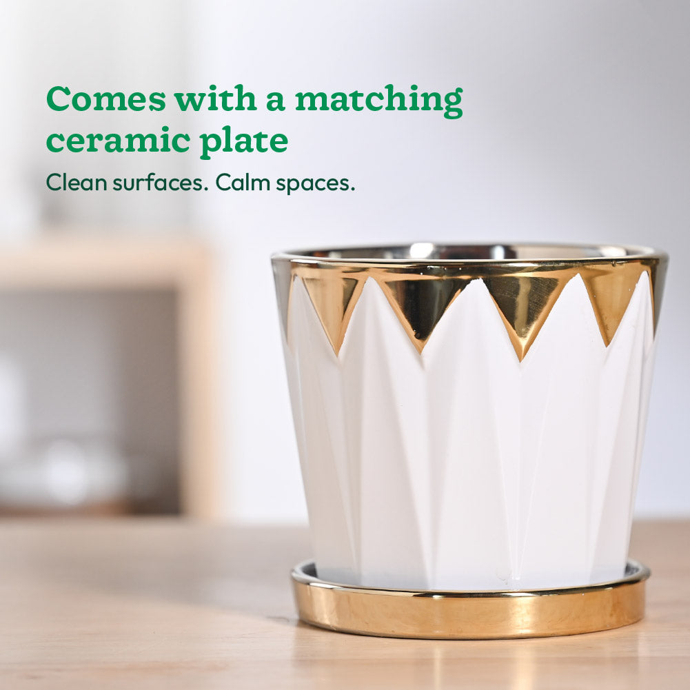 Crown ceramic pot - 5 inch