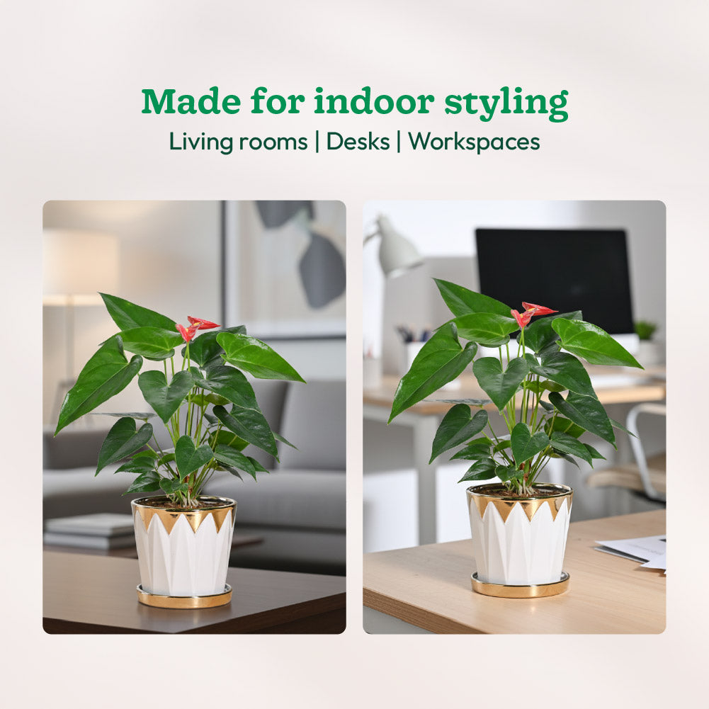 Crown ceramic pot - 5 inch