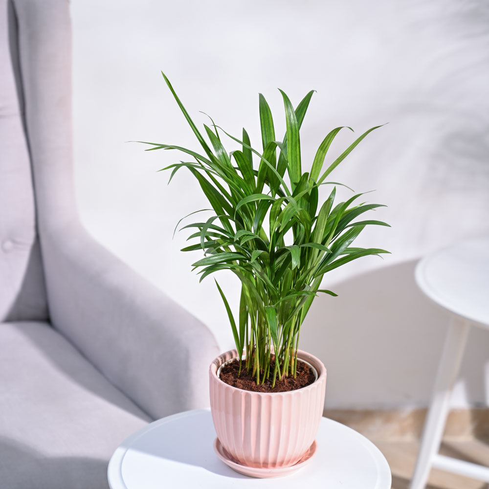areca palm price in delhi Buy Areca Palm Plant | Top-Rated Indoor Plant