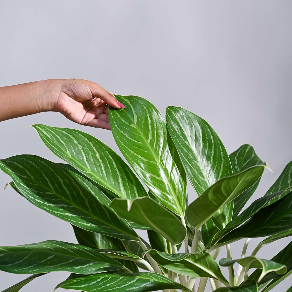 aglaonema solid stripes white Aglaonema Stripes Plant