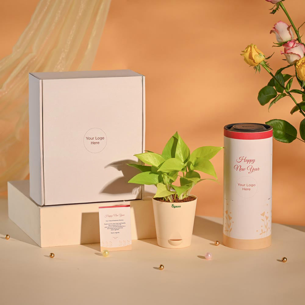 Money Plant New Year Corporate Desk Hamper