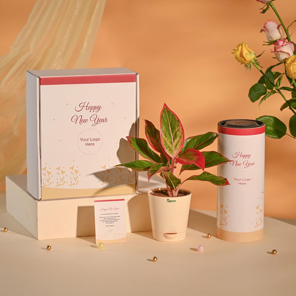 Aglaonema New Year Corporate Gifting Hamper