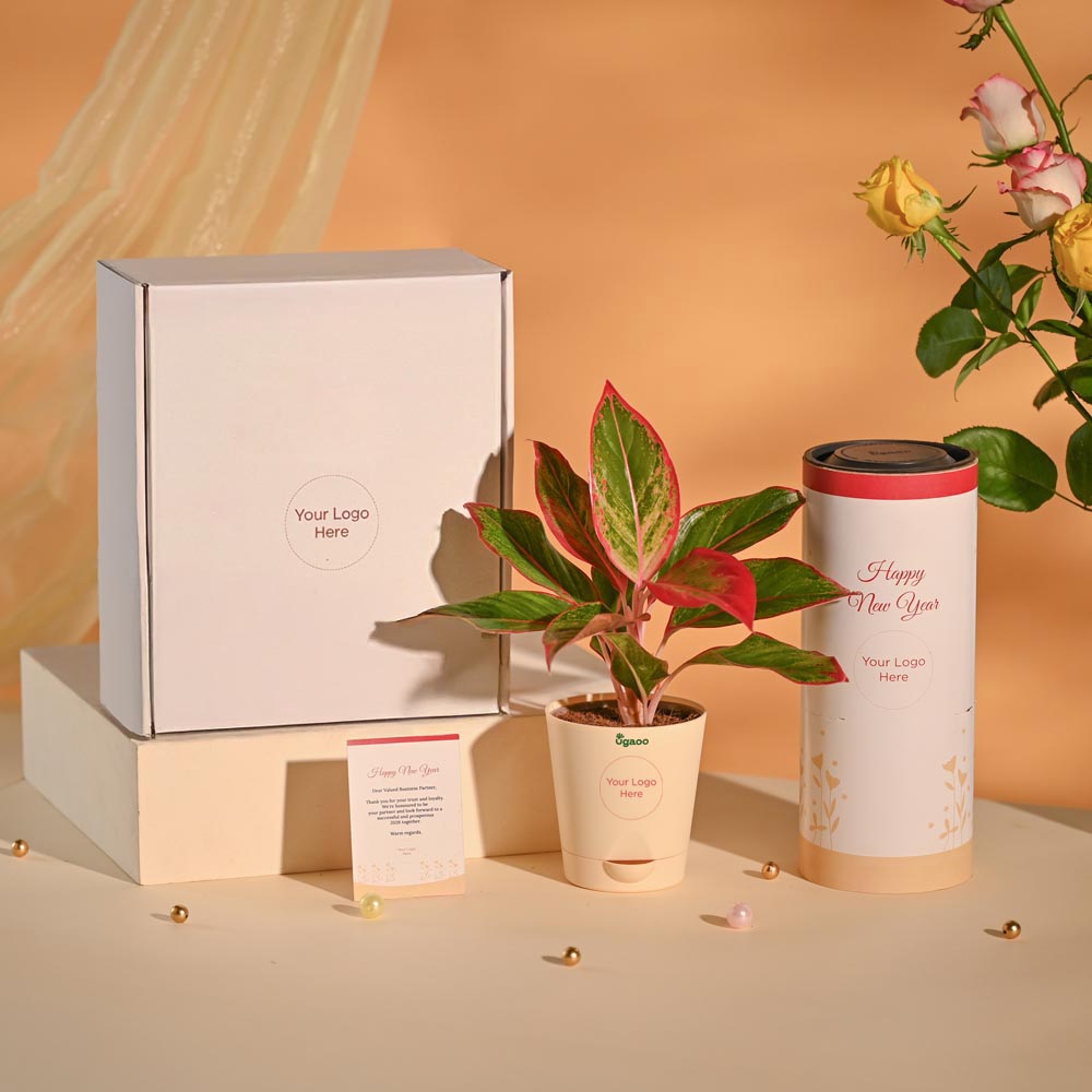 Aglaonema New Year Corporate Gifting Hamper