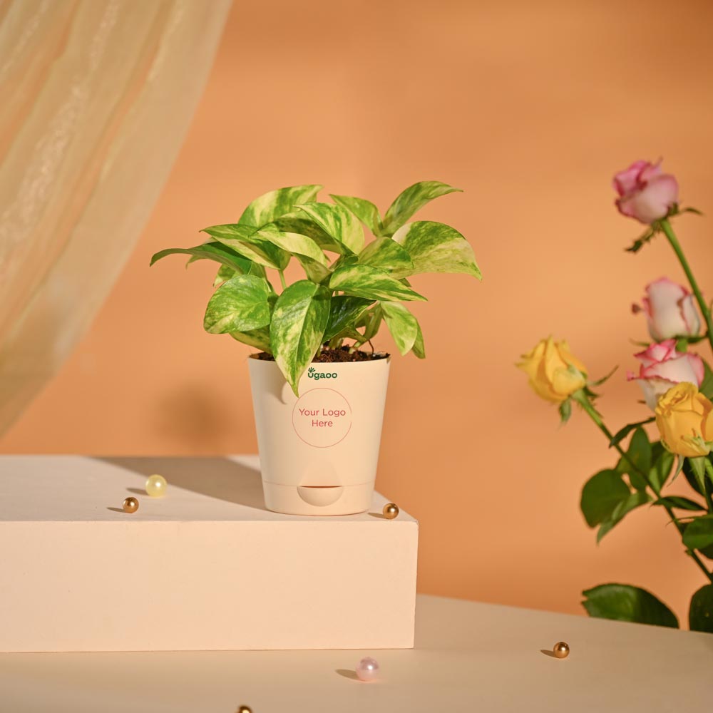 Money Plant Festive New Year Employee Gifting Hamper