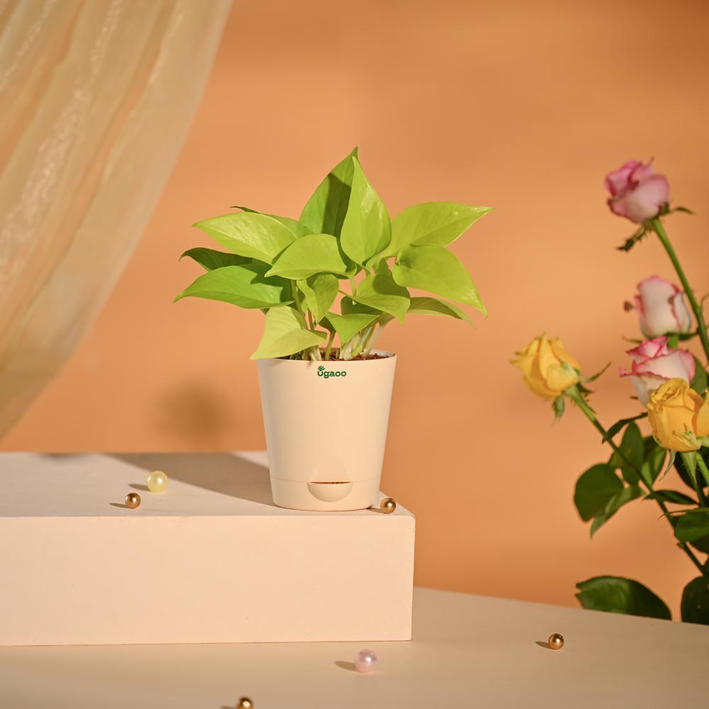 Money Plant New Year Corporate Desk Hamper