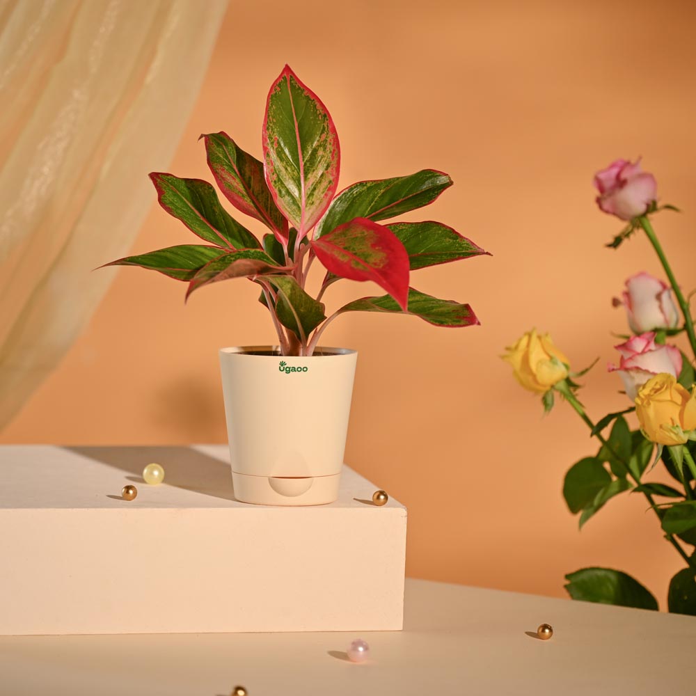 Aglaonema New Year Corporate Gifting Hamper